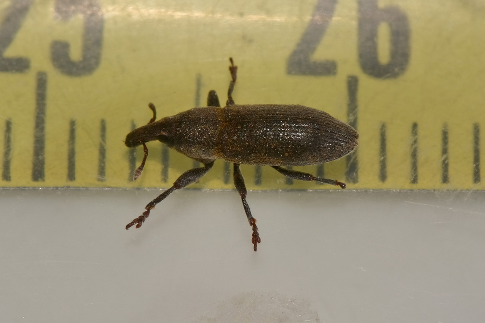 Lixus angustus - Curculionidae